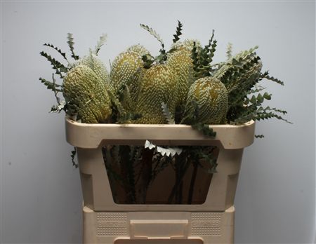 Banksia Speciosa – čerstvý rezaný kvet, dĺžka: 70 cm, pôvod: ZA