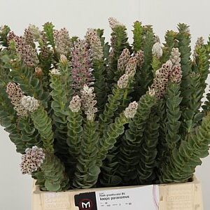 Kaaps Paranomus – čerstvý rezaný kvet, dĺžka: 40 cm, pôvod: ZA