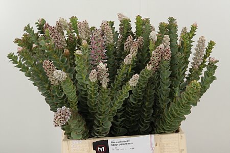 Kaaps Paranomus – čerstvý rezaný kvet, dĺžka: 40 cm, pôvod: ZA