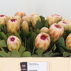 Protea Grandicolor rezaný kvet