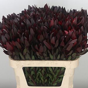 Leucadendron Safari Sunset