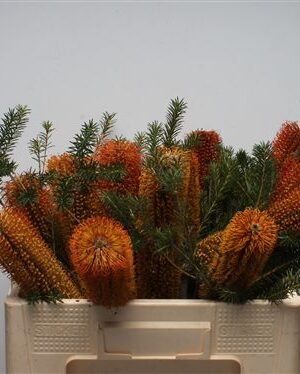 Banksia Ericifolia – čerstvý rezaný kvet, dĺžka: 50 cm