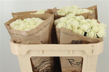R Tr White Bubbles – čerstvý rezaný kvet, dĺžka: 60 cm, pôvod: DE