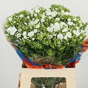 Phlox Whitecap – čerstvý rezaný kvet, dĺžka: 60 cm, pôvod: IL
