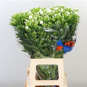 Phlox Whitecap – čerstvý rezaný kvet, dĺžka: 70 cm, pôvod: IL