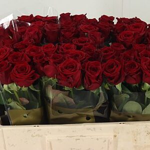 R Gr Red Naomi – čerstvý rezaný kvet, dĺžka: 50 cm, pôvod: NL