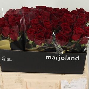 R Gr Red Naomi – čerstvý rezaný kvet, dĺžka: 55 cm, pôvod: NL