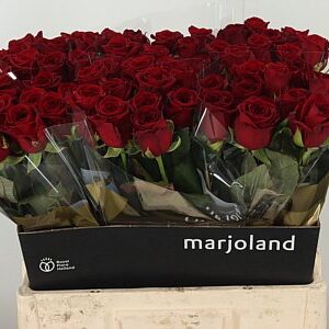 R Gr Red Naomi – čerstvý rezaný kvet, dĺžka: 60 cm, pôvod: NL