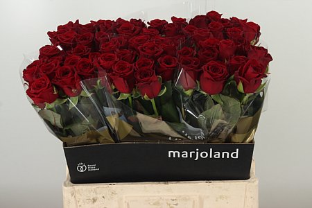 R Gr Red Naomi – čerstvý rezaný kvet, dĺžka: 60 cm, pôvod: NL