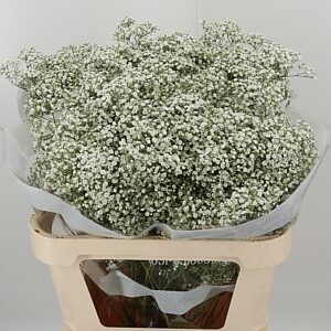 Gyps Pa Million Star – čerstvý rezaný kvet, dĺžka: 75 cm, pôvod: EC