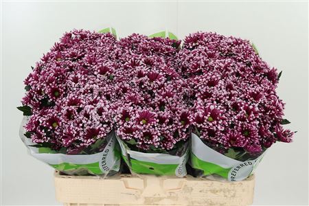 Chryzantéma San Doria 55 cm