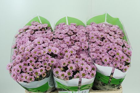 Ružová chryzantéma San Rossi Pink
