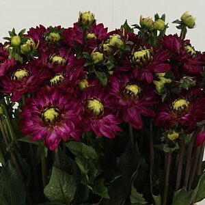 Dahlia Santa Lucia – čerstvý rezaný kvet, dĺžka: 50 cm, pôvod: NL
