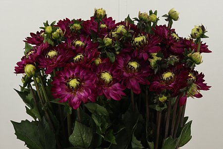 Dahlia Santa Lucia – čerstvý rezaný kvet, dĺžka: 50 cm, pôvod: NL