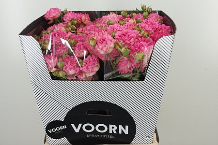 Ruža Sweetheart – jemný rezaný kvet s dĺžkou 70 cm