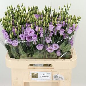Eust E Piccolo Lavender – čerstvý rezaný kvet, dĺžka: 70 cm, pôvod: NL
