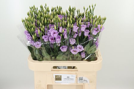 Eust E Piccolo Lavender – čerstvý rezaný kvet, dĺžka: 70 cm, pôvod: NL