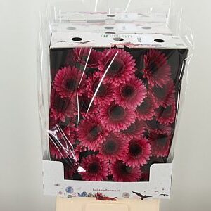Gerbera Ge Mi @ Arabel 50 cm