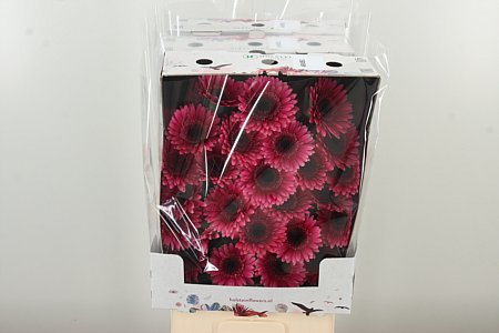 Gerbera Ge Mi @ Arabel 50 cm