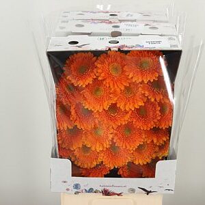 Gerbera Pomponi Fanta 50 cm