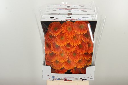 Gerbera Pomponi Fanta 50 cm
