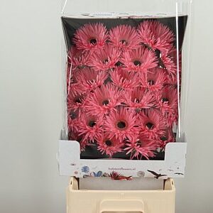 Rezaná gerbera Ge Mi Spider Spectacle ružová s pavúkovitými lupeňmi v prepravnom balení