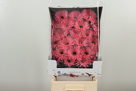 Rezaná gerbera Ge Mi Spider Spectacle ružová s pavúkovitými lupeňmi v prepravnom balení