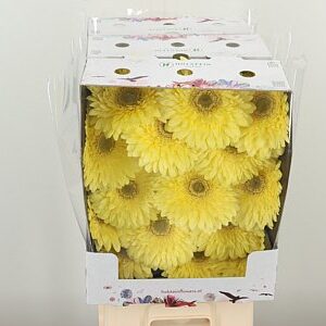 Gerbera Full Moon 50 cm
