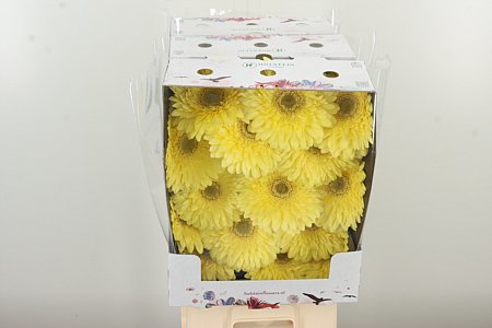 Gerbera Full Moon 50 cm