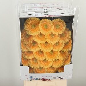 Gerbera Ge Mi @ Pomponi Peachy – čerstvý rezaný kvet, dĺžka: 50 cm, pôvod: NL