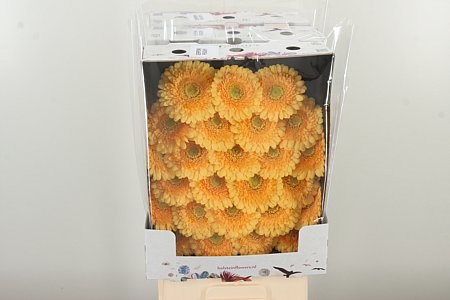 Gerbera Ge Mi @ Pomponi Peachy – čerstvý rezaný kvet, dĺžka: 50 cm, pôvod: NL