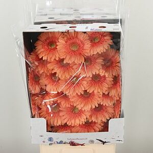Gerbera Ge Mi @ Maria – čerstvý rezaný kvet, dĺžka: 50 cm, pôvod: NL
