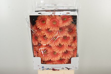 Gerbera Ge Mi @ Maria – čerstvý rezaný kvet, dĺžka: 50 cm, pôvod: NL