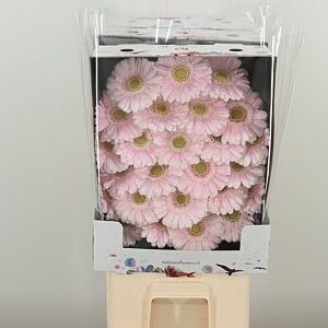 Gerbera Ge Mi @ Cabaret – čerstvý rezaný kvet, dĺžka: 50 cm, pôvod: NL