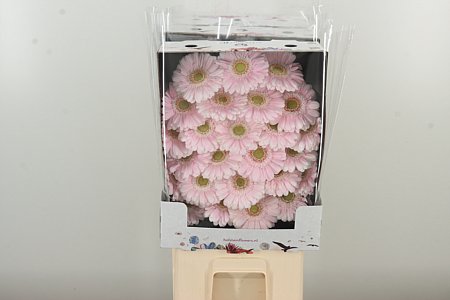 Gerbera Ge Mi @ Cabaret – čerstvý rezaný kvet, dĺžka: 50 cm, pôvod: NL