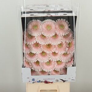 Gerbera Ge Mi @ Pomponi Sweetness 50 cm