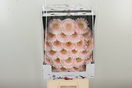 Gerbera Ge Mi @ Pomponi Sweetness 50 cm