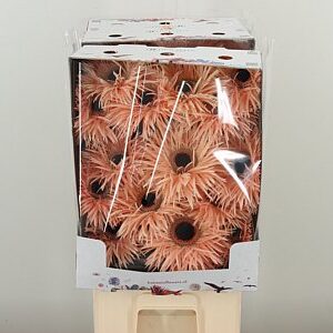 Gerbera Spider Mix