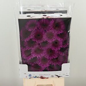 Gerbera Ge Mi @ Rhapsody – čerstvý rezaný kvet, dĺžka: 50 cm, pôvod: NL