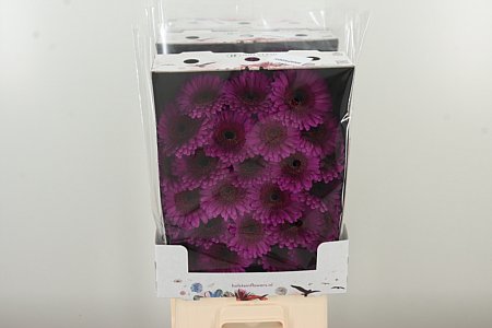 Gerbera Ge Mi @ Rhapsody – čerstvý rezaný kvet, dĺžka: 50 cm, pôvod: NL