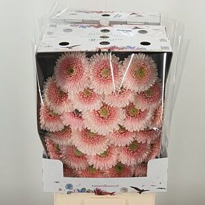Gerbera Pomponi Belfi 50 cm