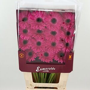 Gerbera 'Rich' 45 cm