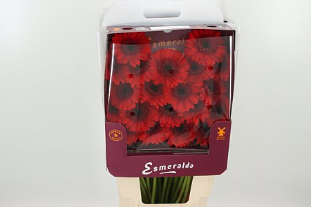 Gerbera Ge Mi @ Suri 47 cm