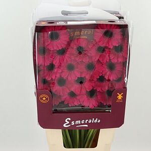 Gerbera Caprice