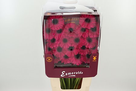 Gerbera Caprice