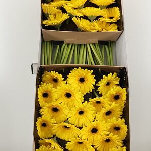 Gerbera Don Leo sýtej farby na stonke