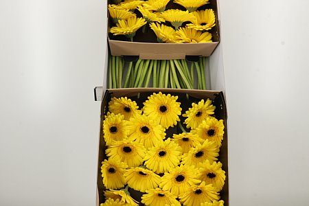 Gerbera Don Leo sýtej farby na stonke