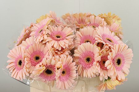 Gerbera Aqua Alliance 50 cm