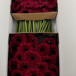 Gerbera Aladin s plnou hlávkou a výraznými okvetnými lístkami