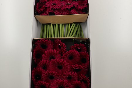 Gerbera Aladin s plnou hlávkou a výraznými okvetnými lístkami